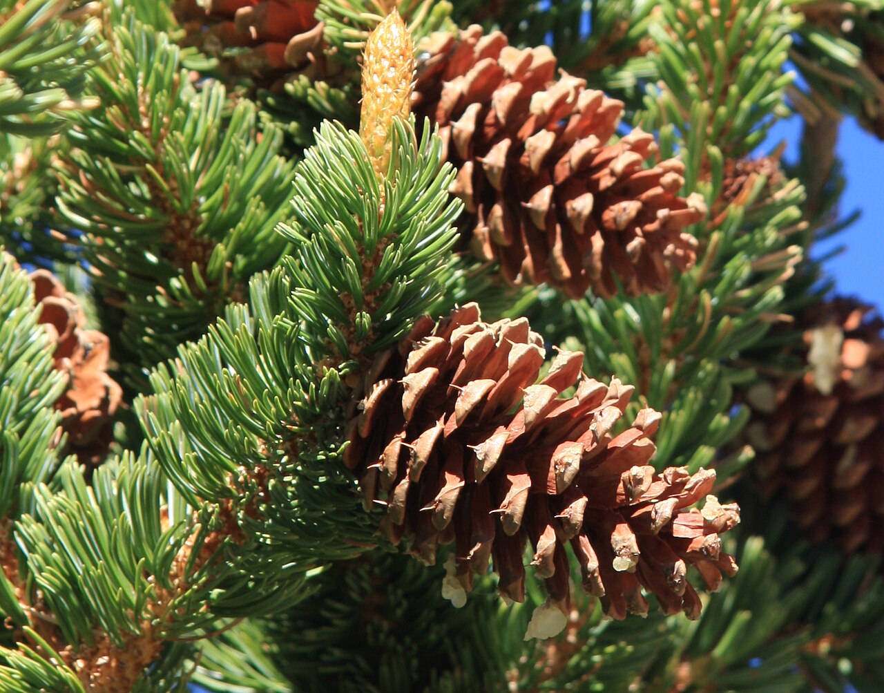 Great Basin Bristlecone Pine (Pinus longaeva) - PlantNative.org Close-up of Great Basin Bristlecone Pine (Pinus longaeva) cones with characteristic bristle-tipped scales among dense five-needle foliage