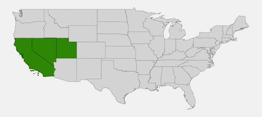 Native range map of Great Basin Bristlecone Pine (Pinus longaeva) showing distribution across eastern California, Nevada, and southwestern Utah