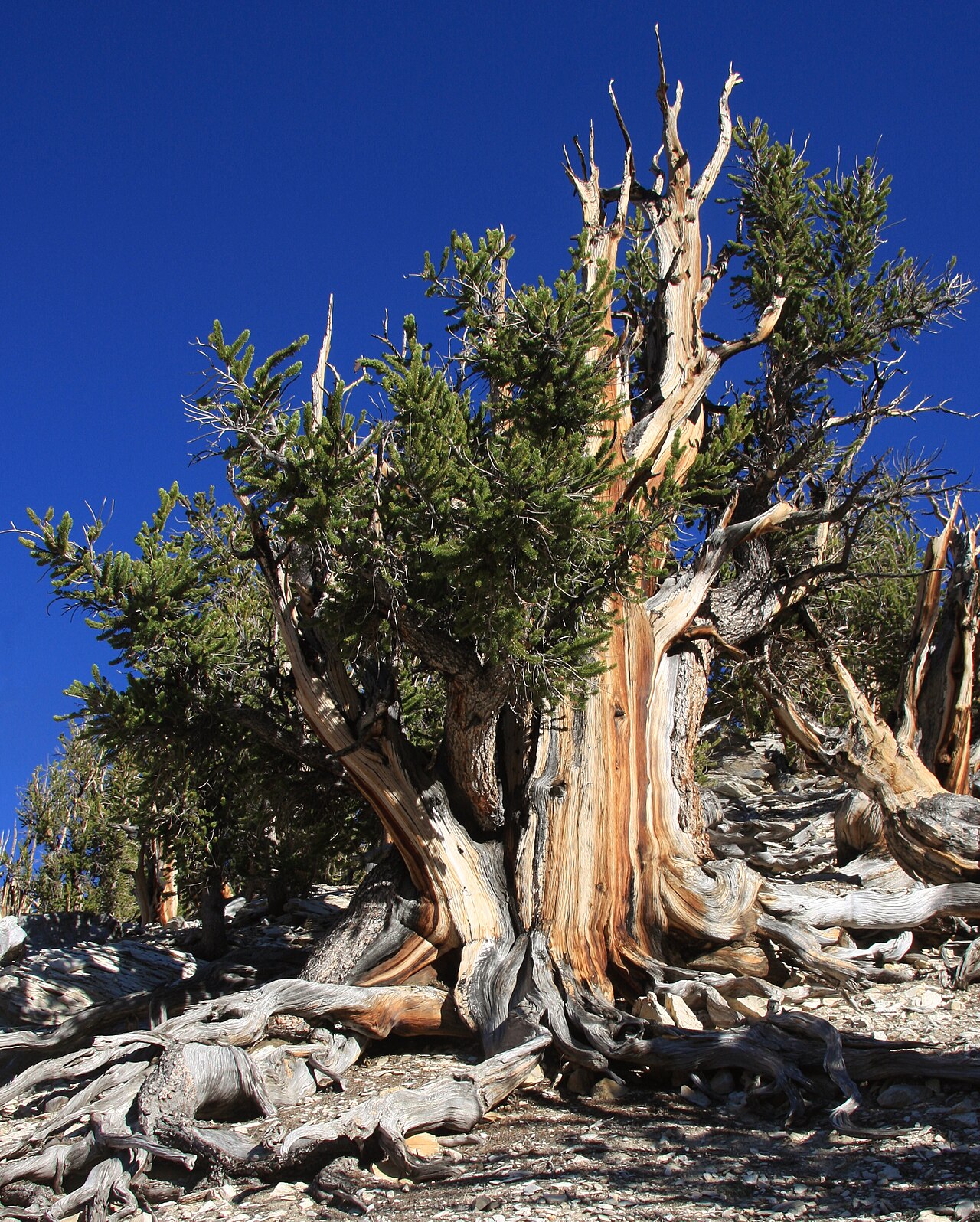 Great Basin Bristlecone Pine (Pinus longaeva) - PlantNative.org A large Great Basin Bristlecone Pine (Pinus longaeva) with a weathered, partly dead trunk and dense green foliage growing among exposed roots in the White Mountains, California