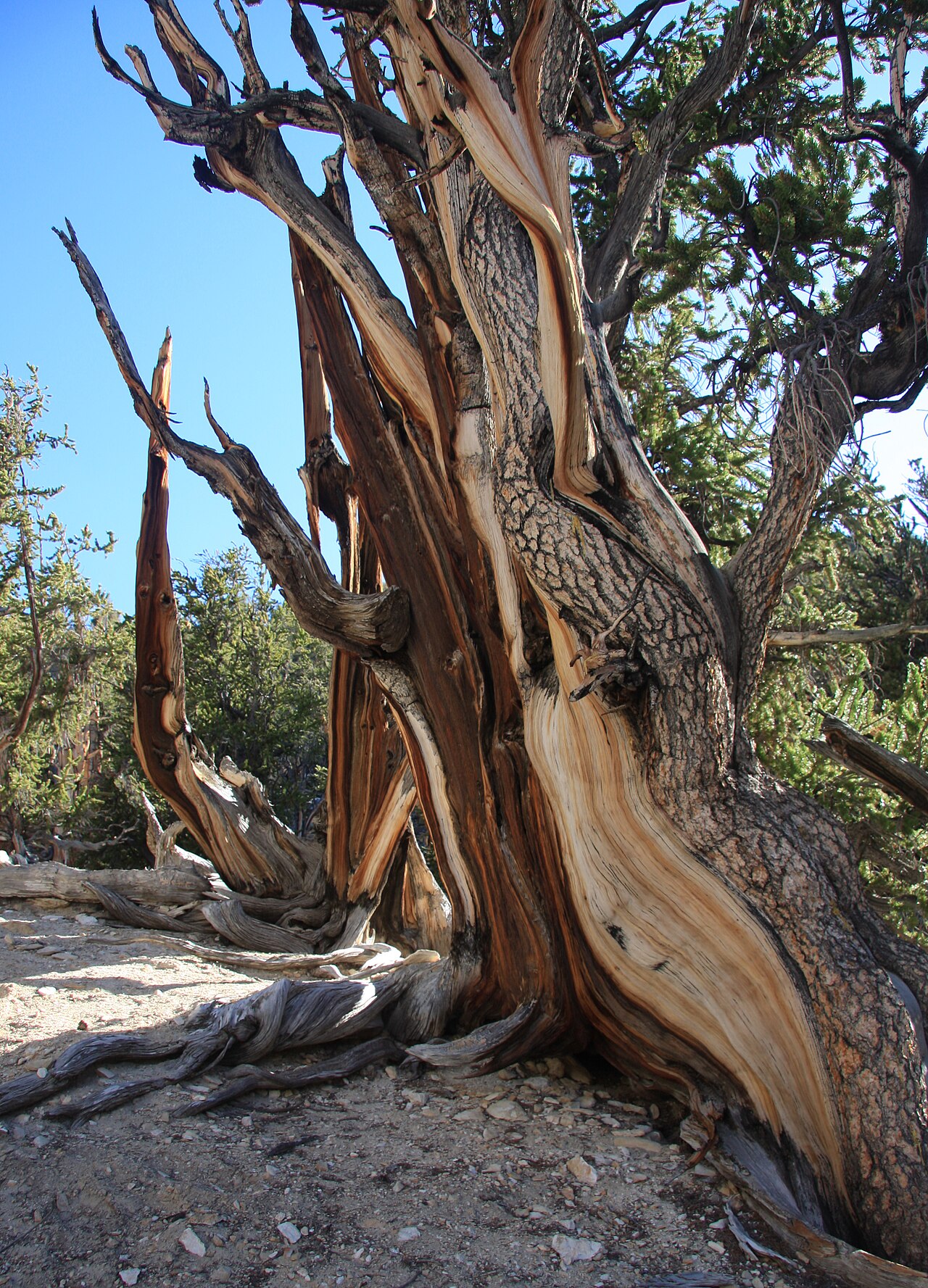 Great Basin Bristlecone Pine (Pinus longaeva) - PlantNative.org Weathered, twisted trunk of an ancient Great Basin Bristlecone Pine (Pinus longaeva) showing exposed wood grain and strips of living bark