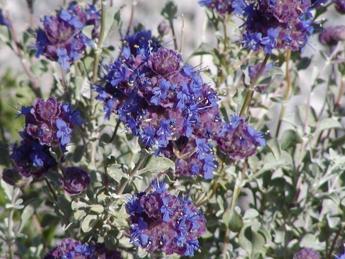 Great Basin Sage (Salvia dorrii) - PlantNative.org Close-up of Great Basin sage (Salvia dorrii) tubular blue-violet flowers emerging from rose-purple calyxes, with silvery-gray leaves