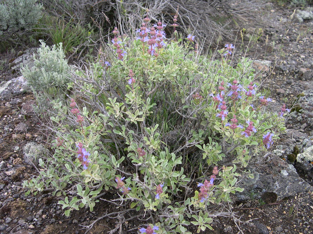 Great Basin Sage (Salvia dorrii) - PlantNative.org Great Basin sage (Salvia dorrii) shrub growing on rocky ground in sagebrush habitat in southwestern Idaho