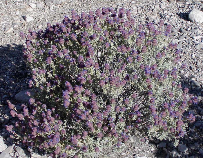 Great Basin Sage (Salvia dorrii) - PlantNative.org Great Basin sage (Salvia dorrii) mounded silvery shrub covered in purple-blue flower spikes growing among desert gravel in Red Rock Canyon, Nevada