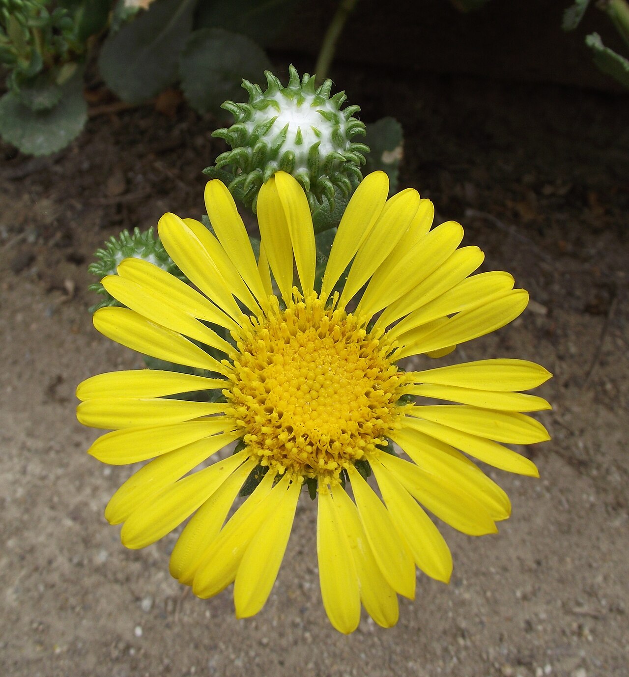 Great Valley Gumplant (Grindelia camporum) - PlantNative.org Great Valley gumplant (Grindelia camporum) sticky, resin-coated flower bud next to an open yellow flower