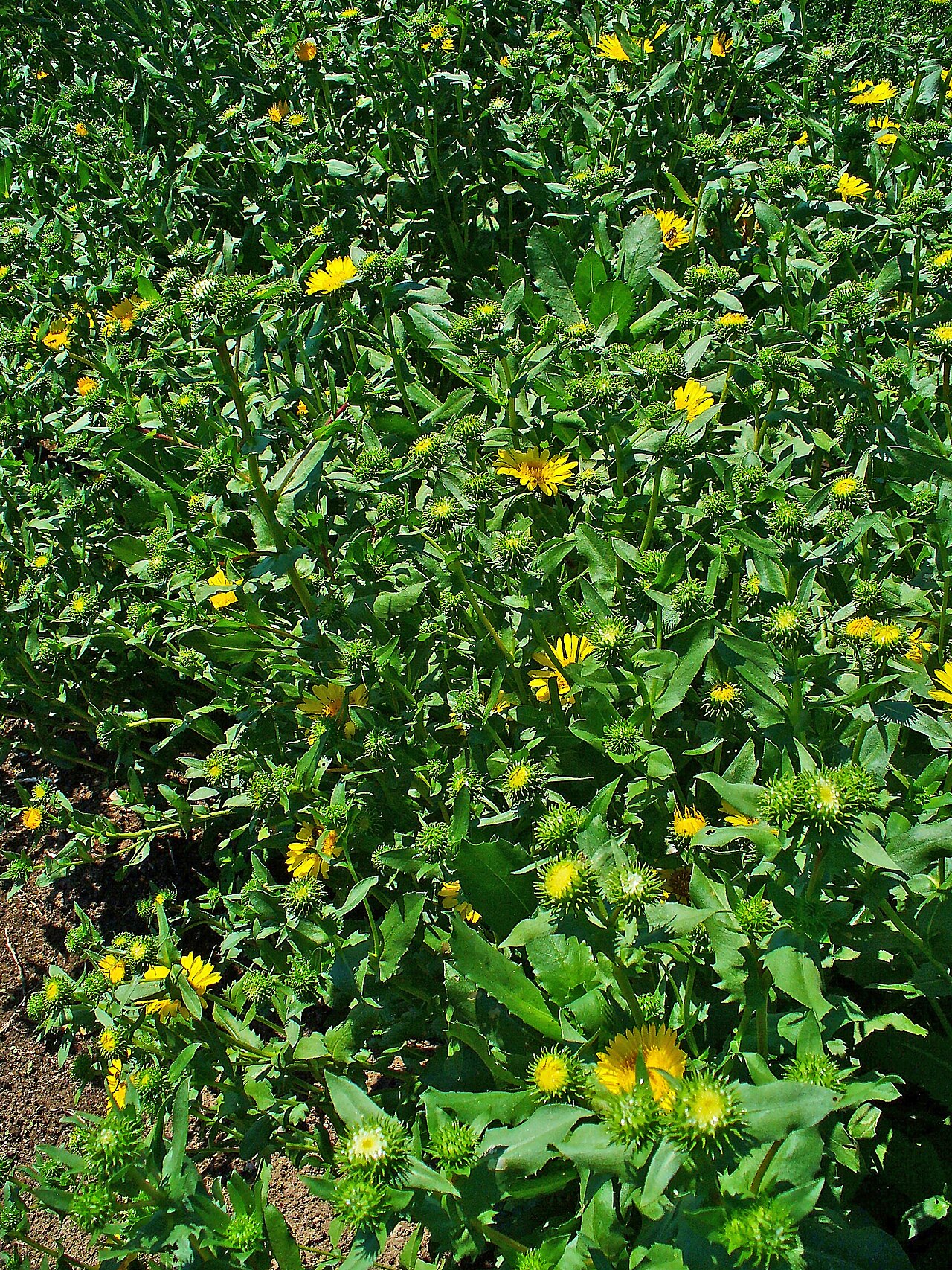 Great Valley Gumplant (Grindelia camporum) - PlantNative.org Great Valley gumplant (Grindelia camporum) stand with bright yellow daisy-like flowers and green foliage
