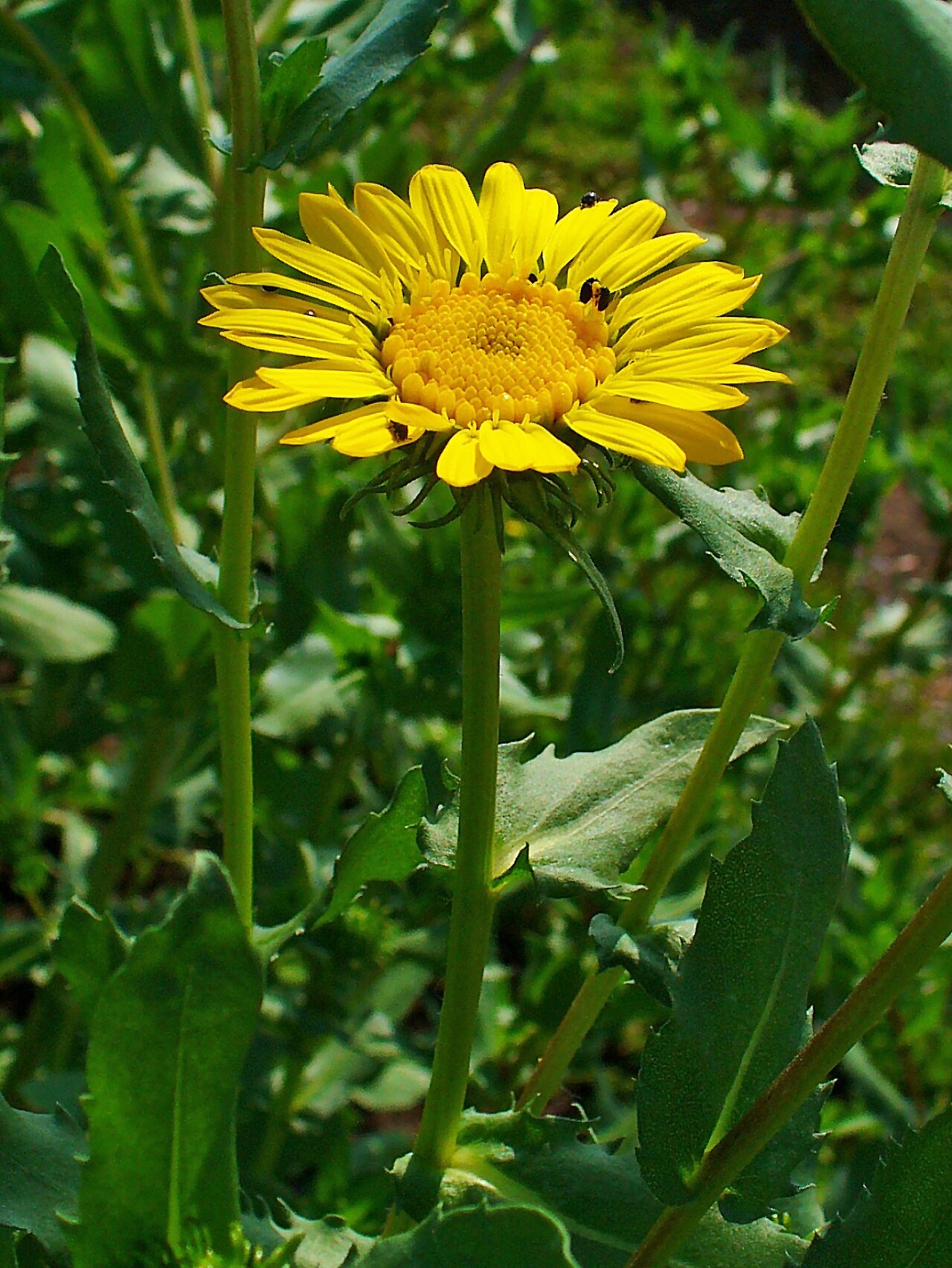 Great Valley Gumplant (Grindelia camporum) - PlantNative.org Close-up of a single Great Valley gumplant (Grindelia camporum) yellow flower with toothed leaves