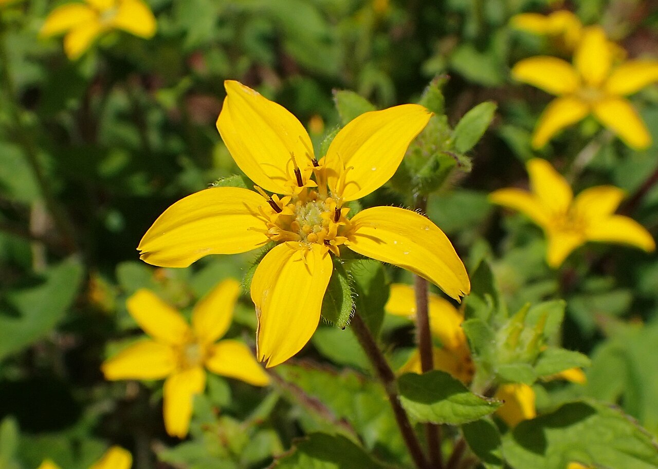 Close-up of a single green and gold (Chrysogonum virginianum) flower showing five yellow ray petals and a central cluster of disc florets