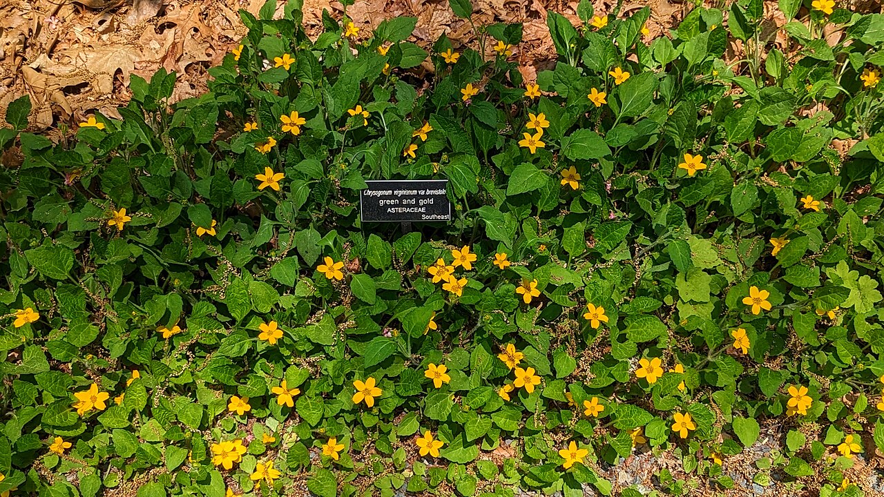 A dense groundcover planting of green and gold (Chrysogonum virginianum) with scattered yellow flowers over a mat of green leaves
