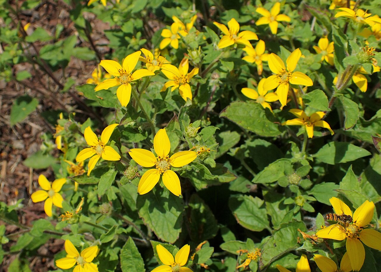 Mound of green and gold (Chrysogonum virginianum) covered in bright yellow star-shaped flowers over hairy green foliage