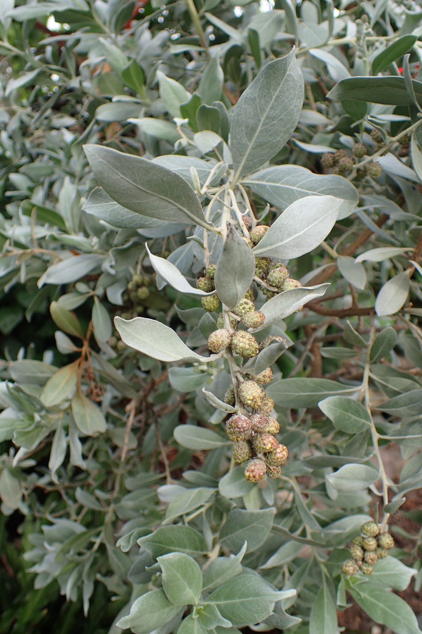 Green Buttonwood (Conocarpus erectus) - PlantNative.org Green Buttonwood (Conocarpus erectus) foliage and developing fruit clusters, showing the leathery elliptic leaves typical of the species