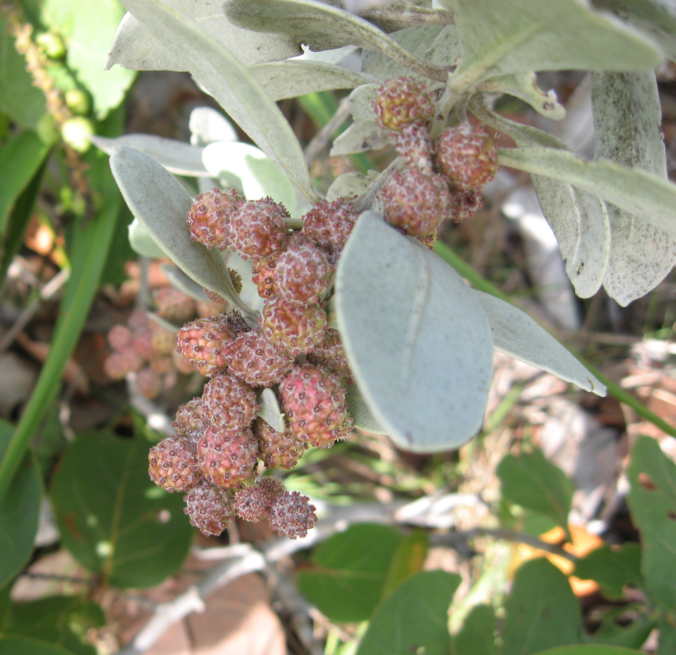 Green Buttonwood (Conocarpus erectus) - PlantNative.org Close-up of Green Buttonwood (Conocarpus erectus) showing the small rounded flower and fruit clusters and leathery leaves used for identification