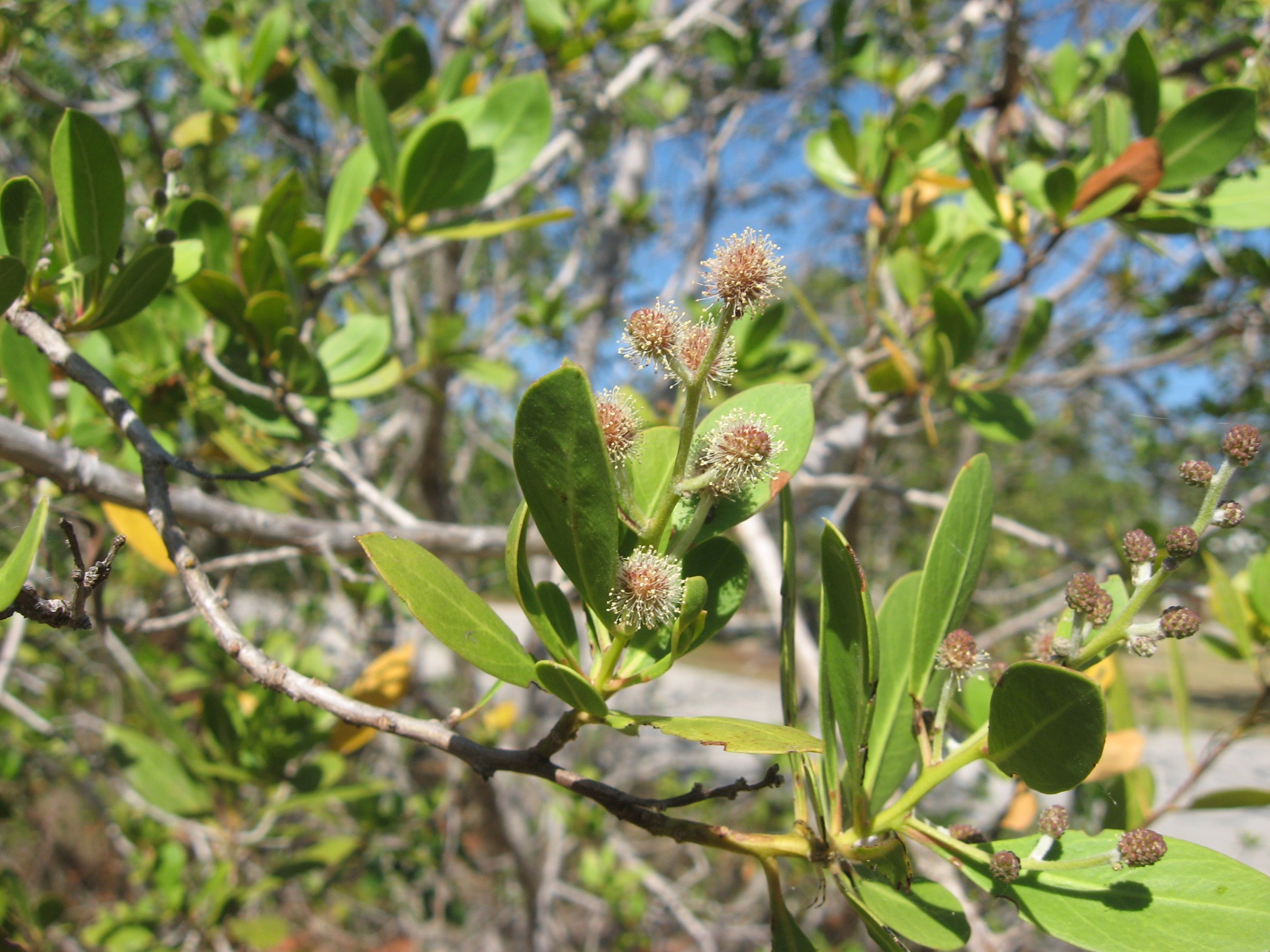 Green Buttonwood (Conocarpus erectus) - PlantNative.org Green Buttonwood (Conocarpus erectus) growing wild on Key Largo, Florida, showing its shrubby form and simple leathery leaves