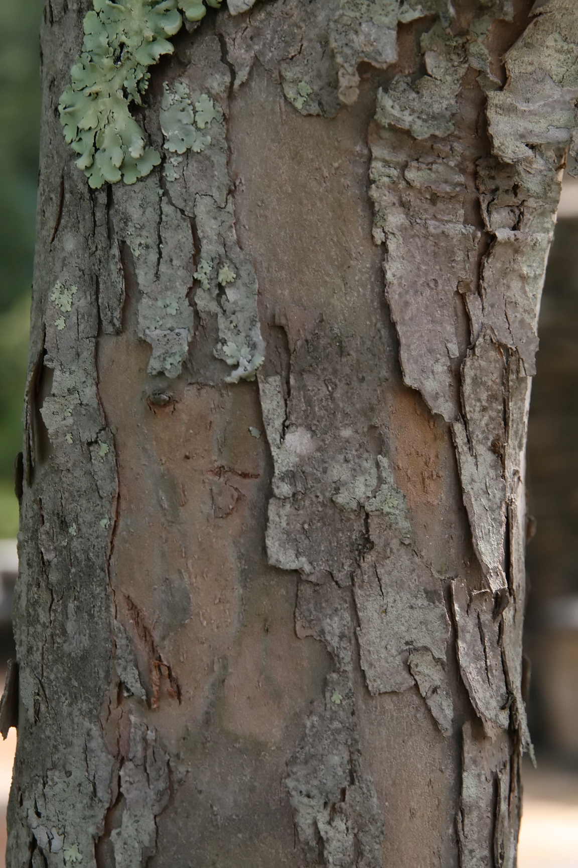 Close-up of green hawthorn (Crataegus viridis) bark showing thin, curling plates with lichen growth
