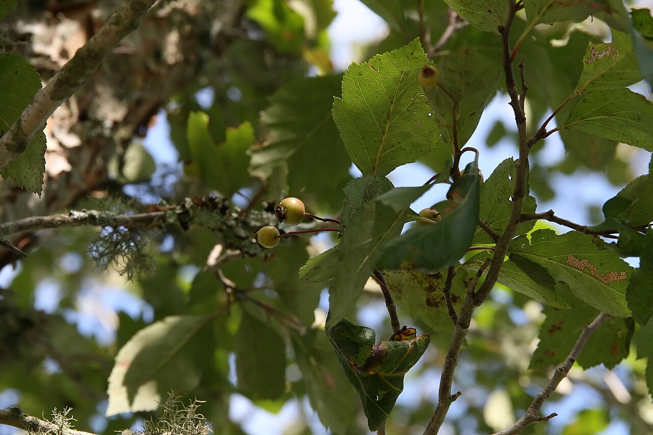 Close-up of green hawthorn (Crataegus viridis) glossy toothed leaves and small developing red fruit