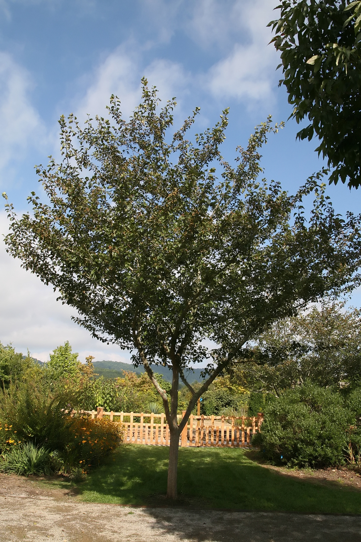 Green hawthorn (Crataegus viridis) small tree with a broad, rounded crown growing in a garden setting