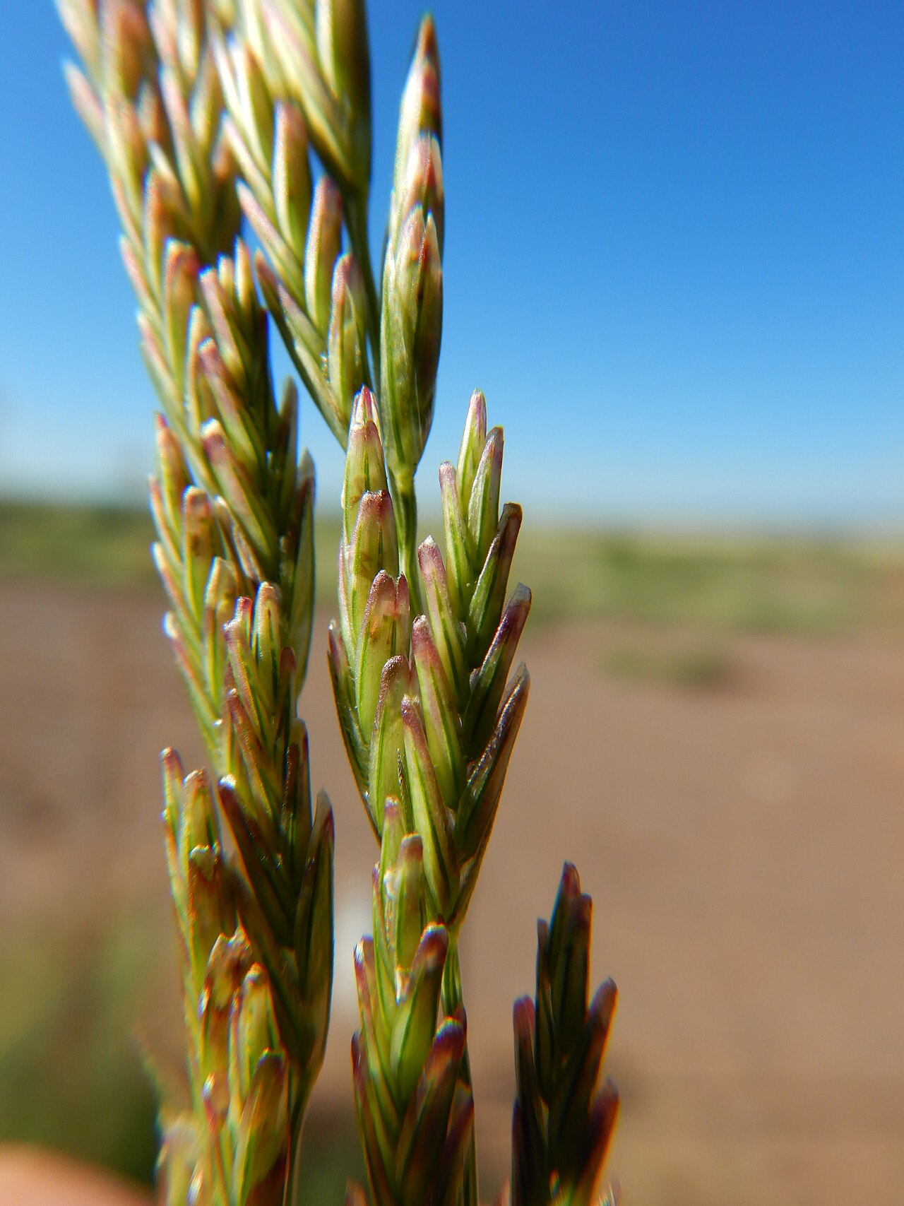 Green sprangletop (Leptochloa dubia) seedheads with purplish spikelets against a blue sky in the Organ Mountains foothills, New Mexico
