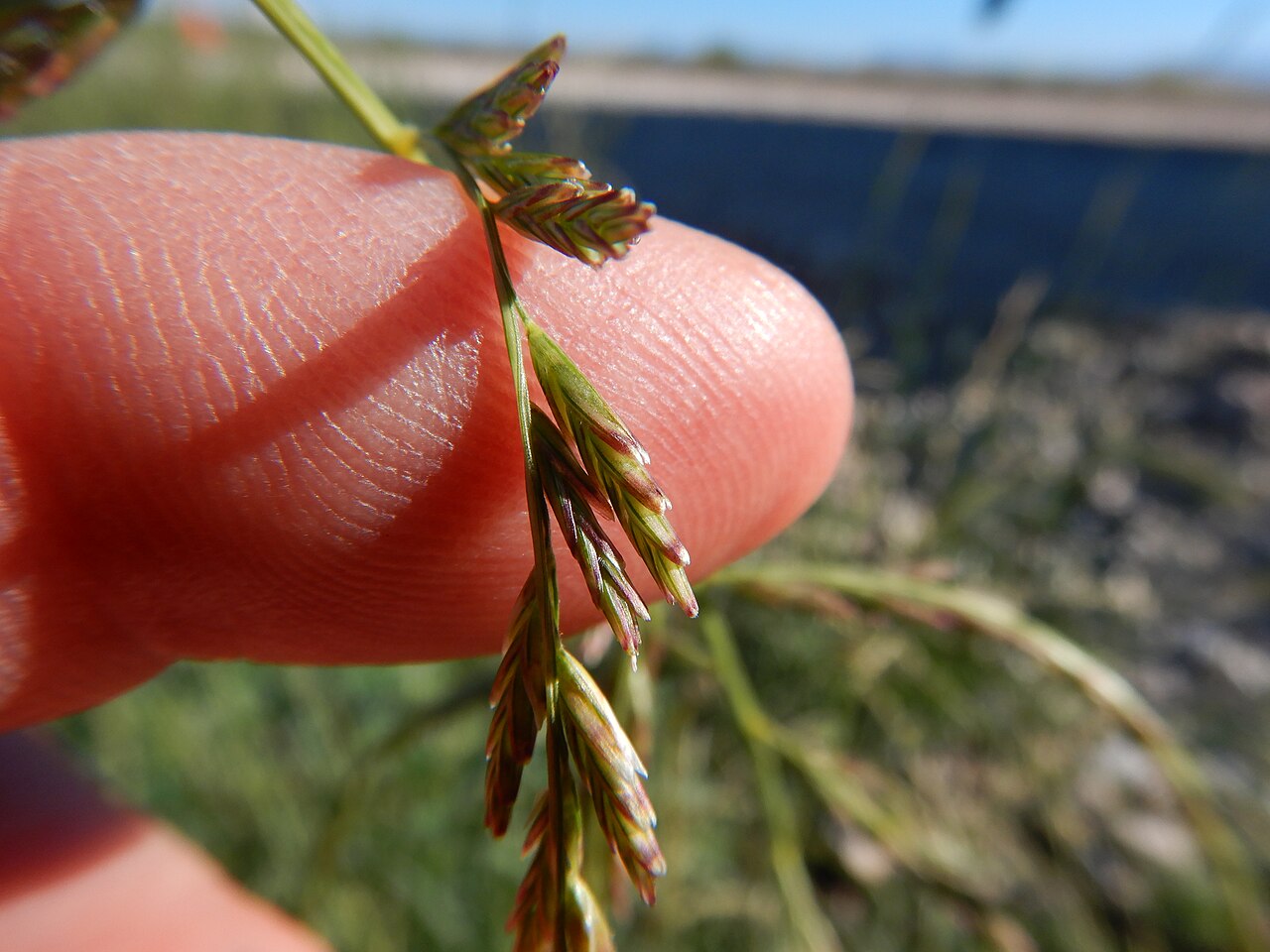 Close-up of green sprangletop (Leptochloa dubia) spikelets held against a fingertip for scale, showing the awnless blunt lemmas
