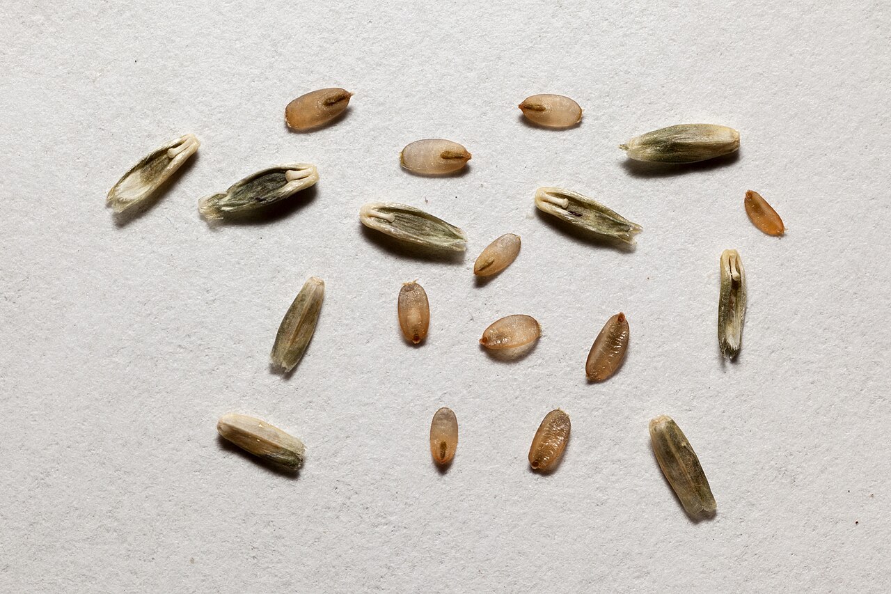 Loose green sprangletop (Leptochloa dubia) seeds and husks spread on a flat surface showing their small size and pale tan color