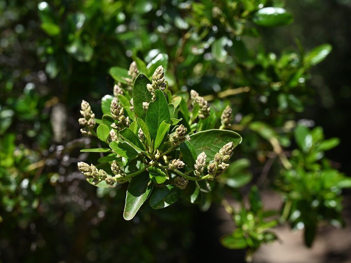 Greenbark Ceanothus (Ceanothus spinosus) - PlantNative.org Developing flower buds and glossy leaves of Greenbark ceanothus (Ceanothus spinosus)