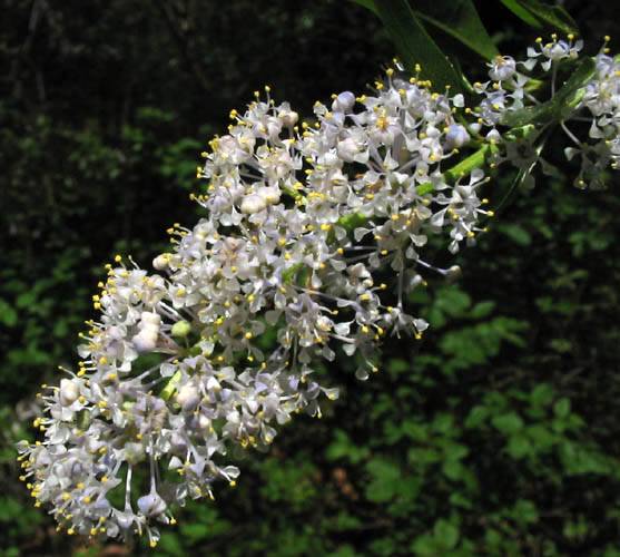 Greenbark Ceanothus (Ceanothus spinosus) - PlantNative.org Greenbark ceanothus (Ceanothus spinosus) long flower panicle covered in pale lavender-white blooms