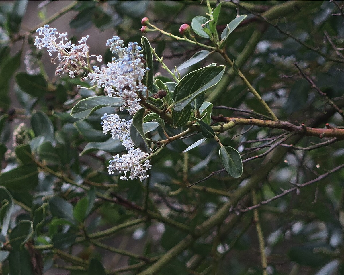 Greenbark Ceanothus (Ceanothus spinosus) - PlantNative.org Greenbark ceanothus (Ceanothus spinosus) branch showing smooth green bark, glossy leaves, and open flower panicles