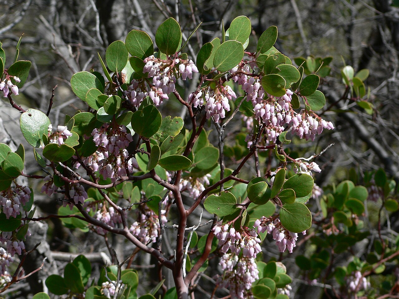 Greenleaf Manzanita (Arctostaphylos patula) - PlantNative.org Close-up of greenleaf manzanita (Arctostaphylos patula) showing pink urn-shaped flower clusters, red stems, and bright green rounded leaves