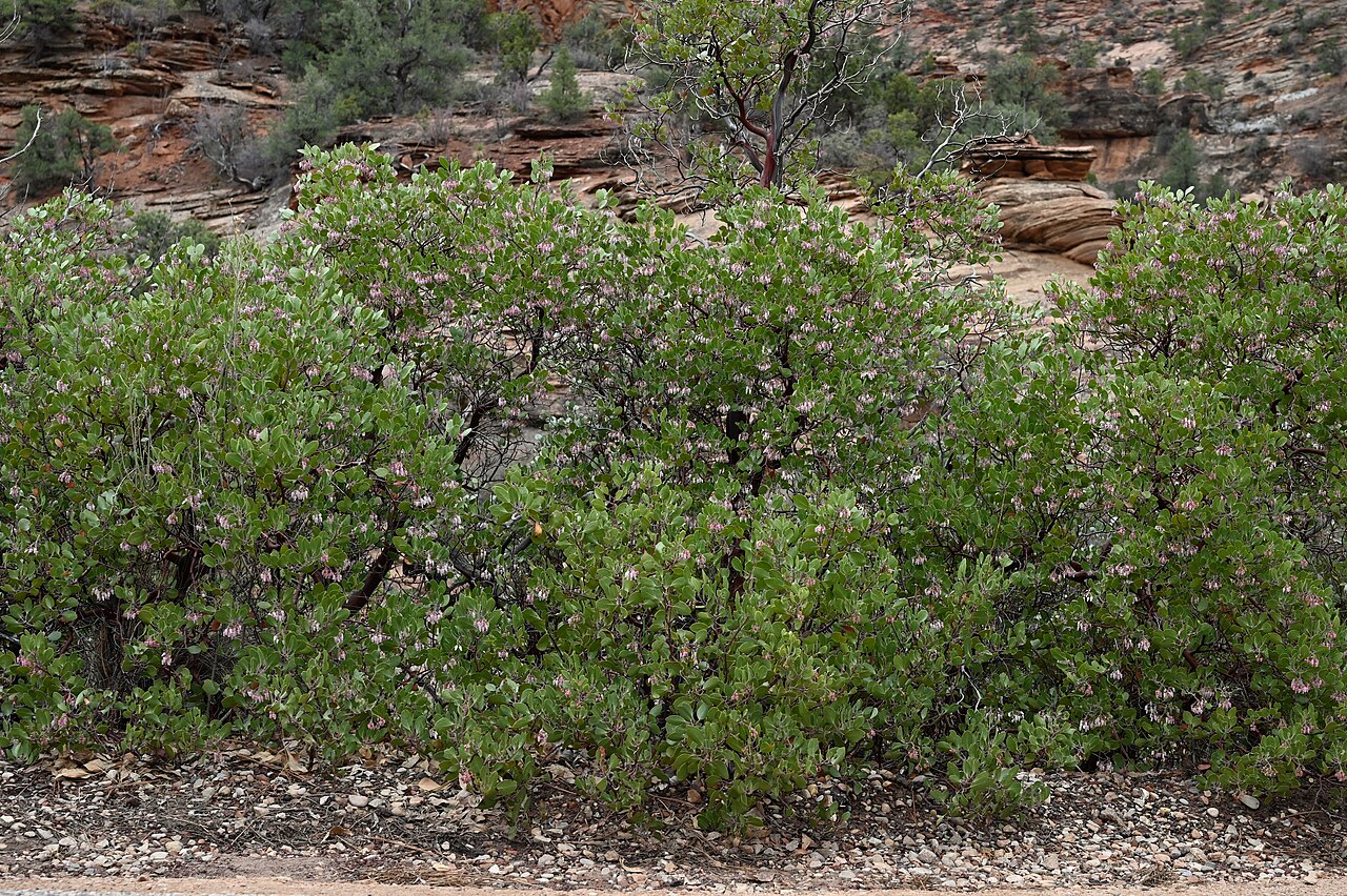 Greenleaf Manzanita (Arctostaphylos patula) - PlantNative.org Greenleaf manzanita (Arctostaphylos patula) growing as a dense hedge-like stand along a rocky trail in Zion National Park
