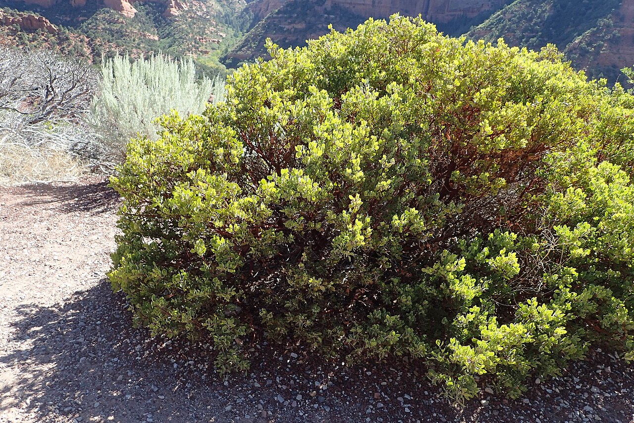 Greenleaf Manzanita (Arctostaphylos patula) - PlantNative.org Greenleaf manzanita (Arctostaphylos patula) mounding shrub with bright green rounded leaves and reddish bark growing on a rocky canyon slope
