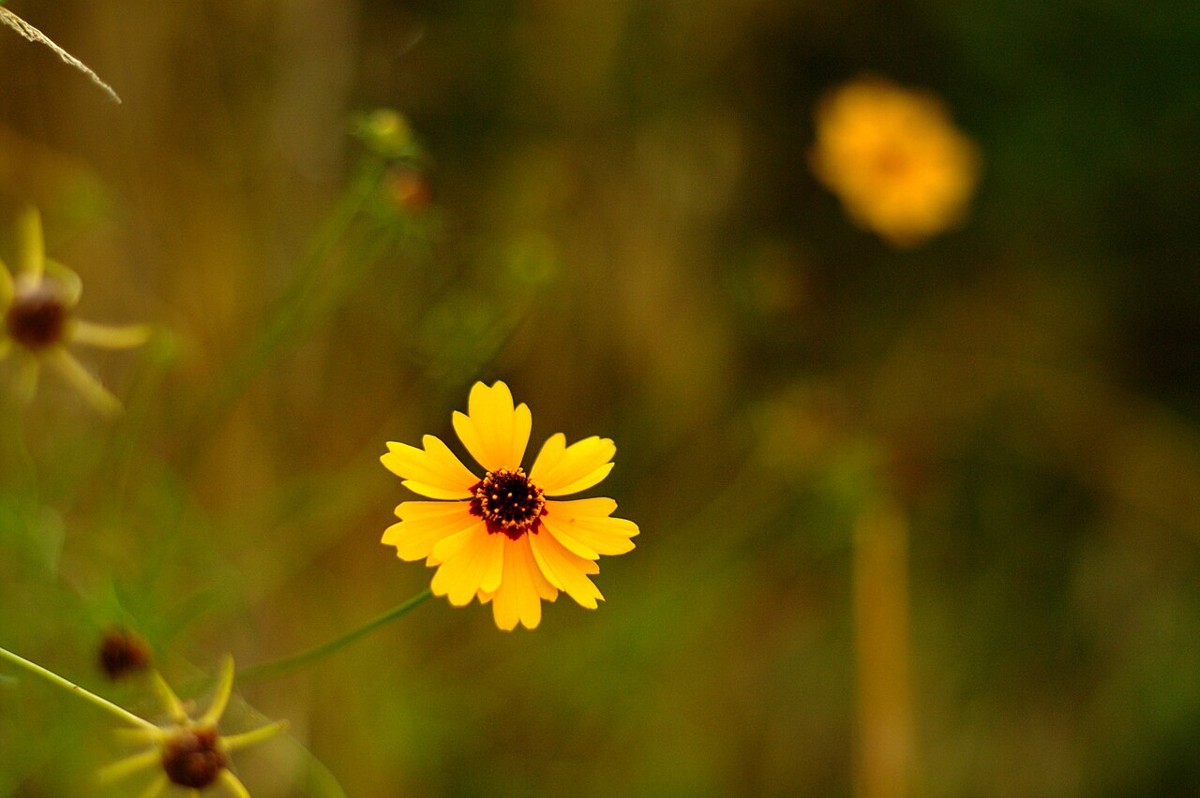 Greenthread (Thelesperma filifolium) - PlantNative.org Close-up of a single Greenthread flower with eight broad yellow ray petals surrounding a dark central disk