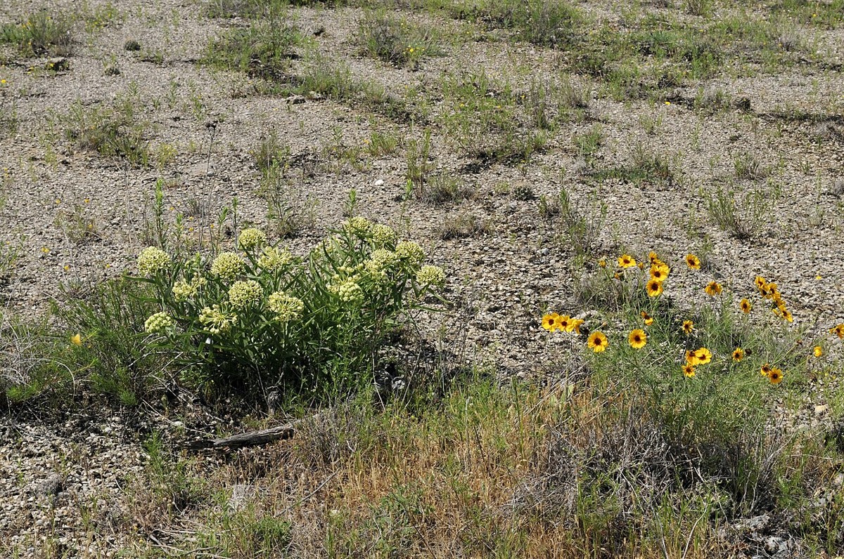 Greenthread (Thelesperma filifolium) - PlantNative.org Greenthread growing in rocky grassland habitat in Texas alongside antelope horns milkweed