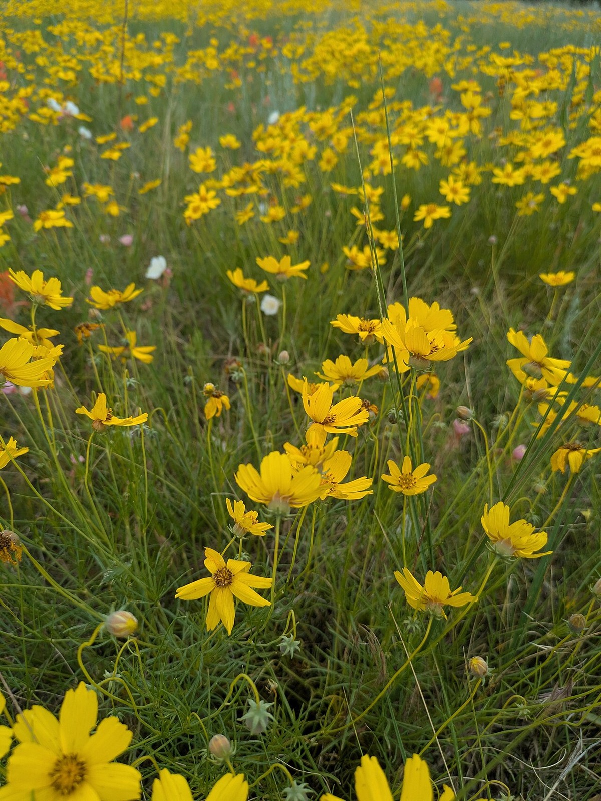 Greenthread (Thelesperma filifolium) - PlantNative.org A field of Greenthread (Thelesperma filifolium) covered in bright yellow daisy-like flowers on thin wiry stems
