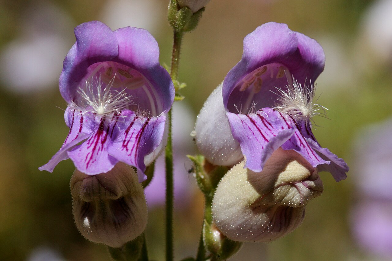 Grinnell's Beardtongue (Penstemon grinnellii) - PlantNative.org Two Grinnell's beardtongue (Penstemon grinnellii) flowers showing purple streaking and fuzzy white staminodes