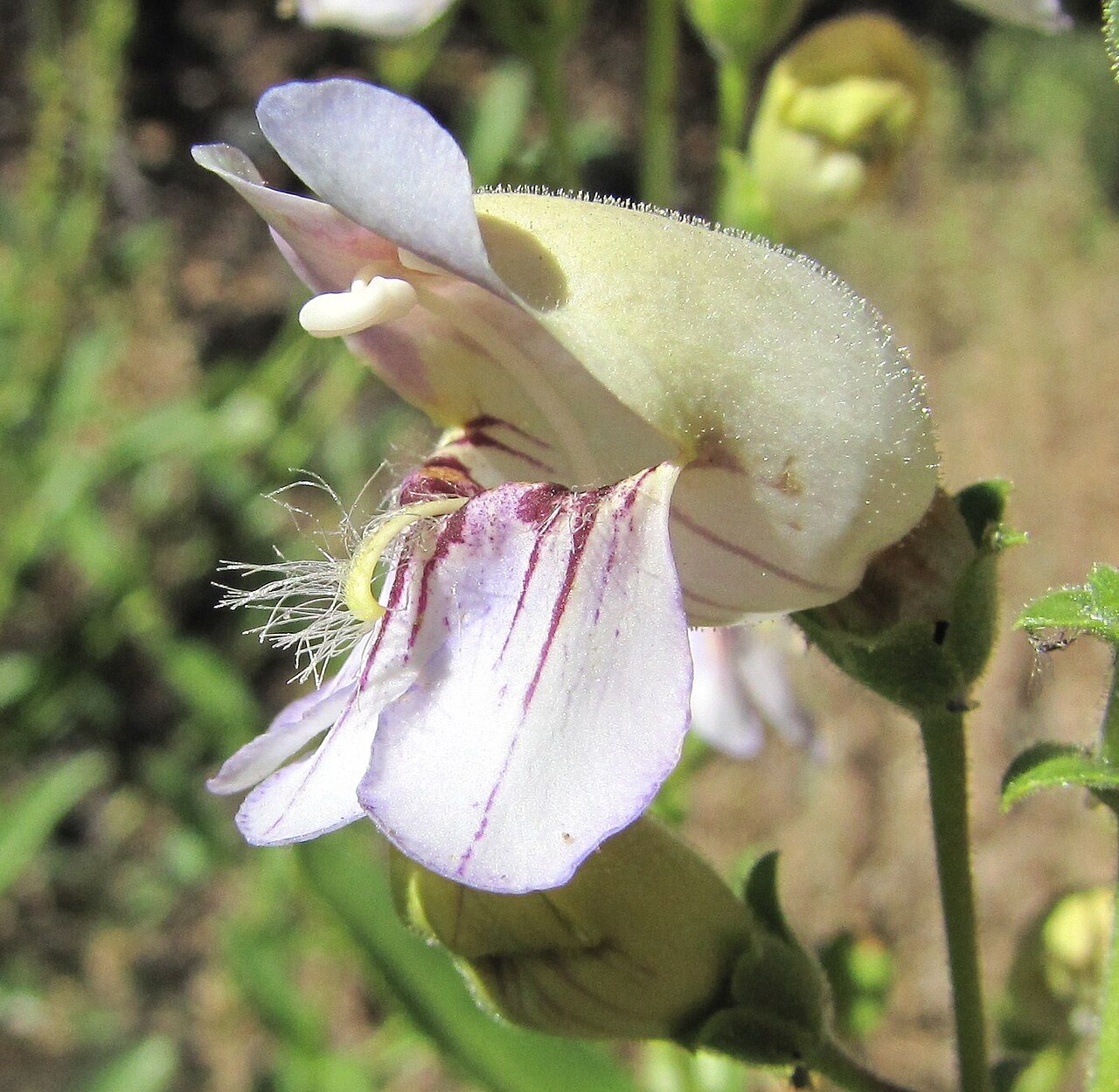 Grinnell's Beardtongue (Penstemon grinnellii) - PlantNative.org Close-up of a Grinnell's beardtongue (Penstemon grinnellii) flower showing the dark-streaked lower lobes and hairy protruding staminode