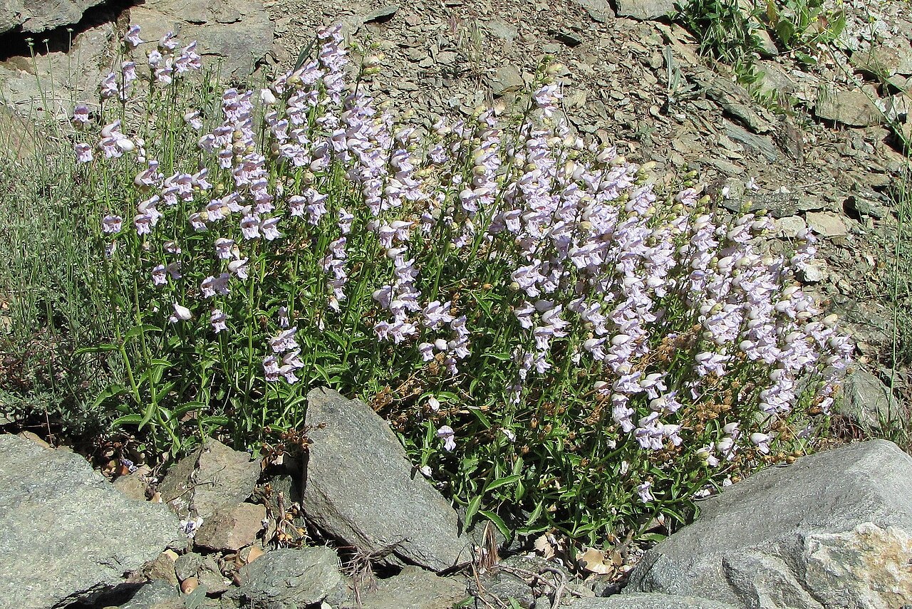 Grinnell's Beardtongue (Penstemon grinnellii) - PlantNative.org Grinnell's beardtongue (Penstemon grinnellii) blooming in a mass of pale lavender flowers on a rocky California slope