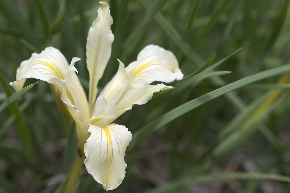 Ground Iris (Iris macrosiphon) - PlantNative.org Close-up of a cream and yellow ground iris flower showing the long narrow floral tube