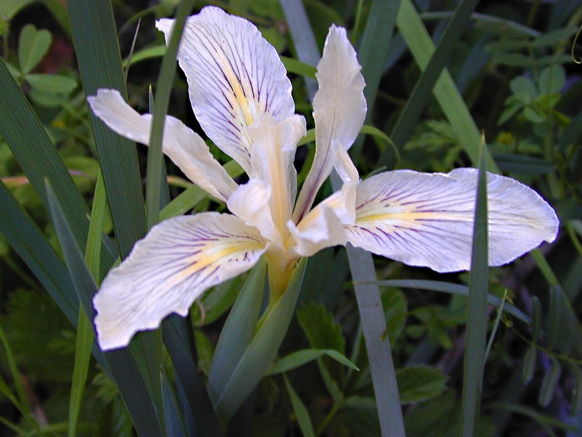 Ground Iris (Iris macrosiphon) - PlantNative.org Ground iris flower with white and purple veined petals growing among grasses on a California hillside