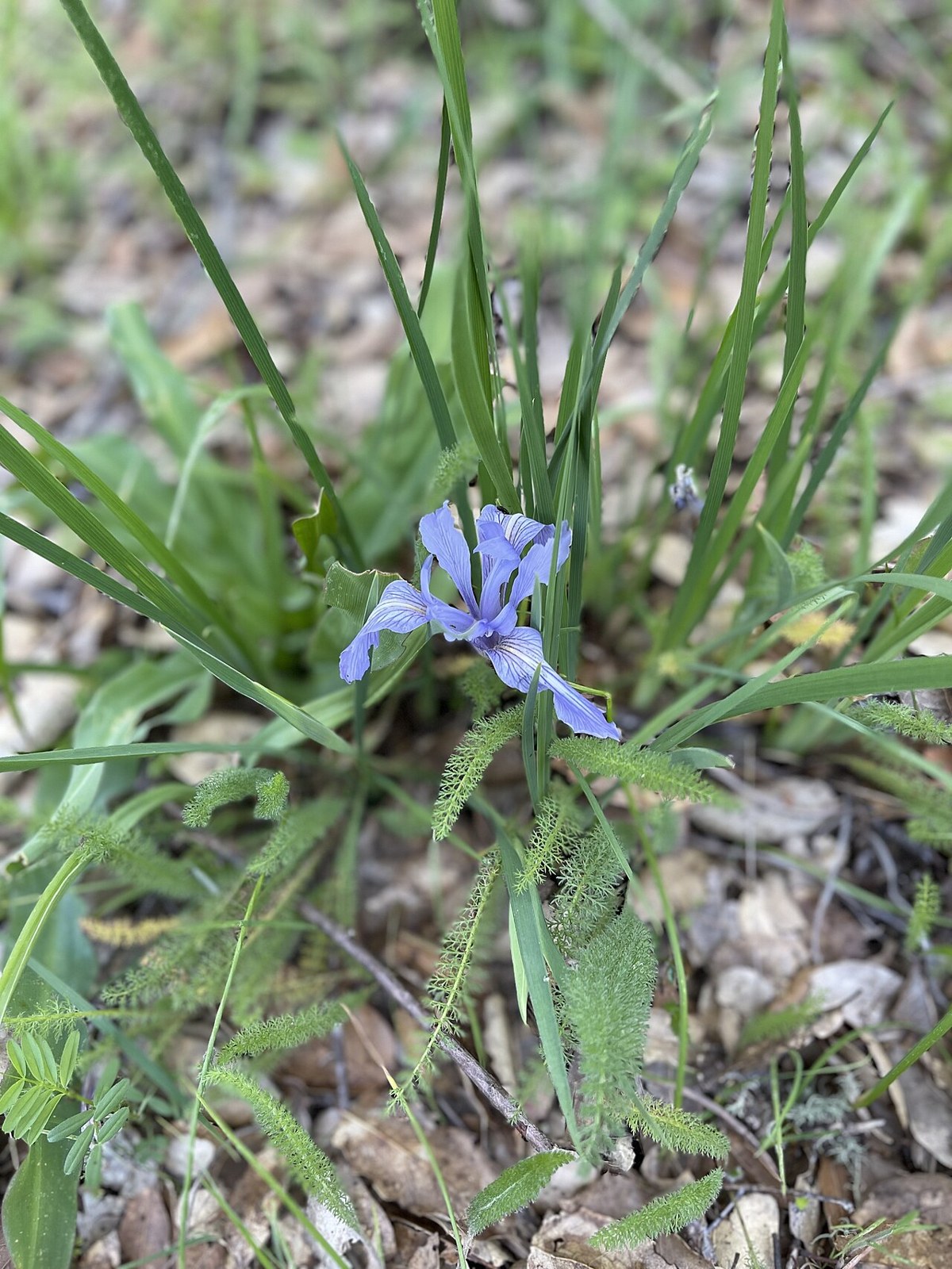 Ground Iris (Iris macrosiphon) - PlantNative.org Ground iris (Iris macrosiphon) with a blue-violet flower nestled low among grass-like leaves