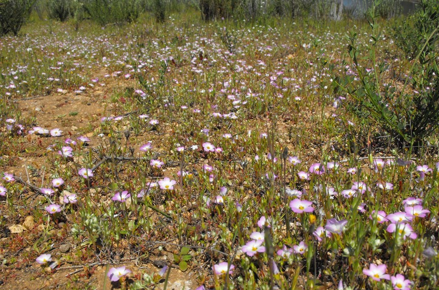 Ground Pink (Linanthus dianthiflorus) - PlantNative.org A carpet of ground pink (Linanthus dianthiflorus) blooming across open ground in southern California