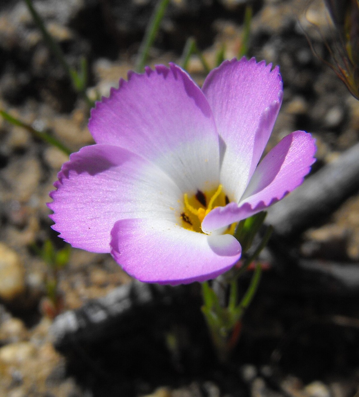 Ground Pink (Linanthus dianthiflorus) - PlantNative.org Close-up of a ground pink (Linanthus dianthiflorus) flower showing fringed, saw-toothed petal tips and a white-and-yellow throat