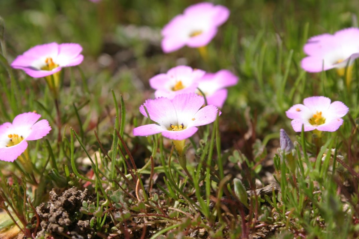 Ground Pink (Linanthus dianthiflorus) - PlantNative.org Mat of ground pink (Linanthus dianthiflorus) plants with multiple pink flowers growing close to the ground among fine, needle-like foliage