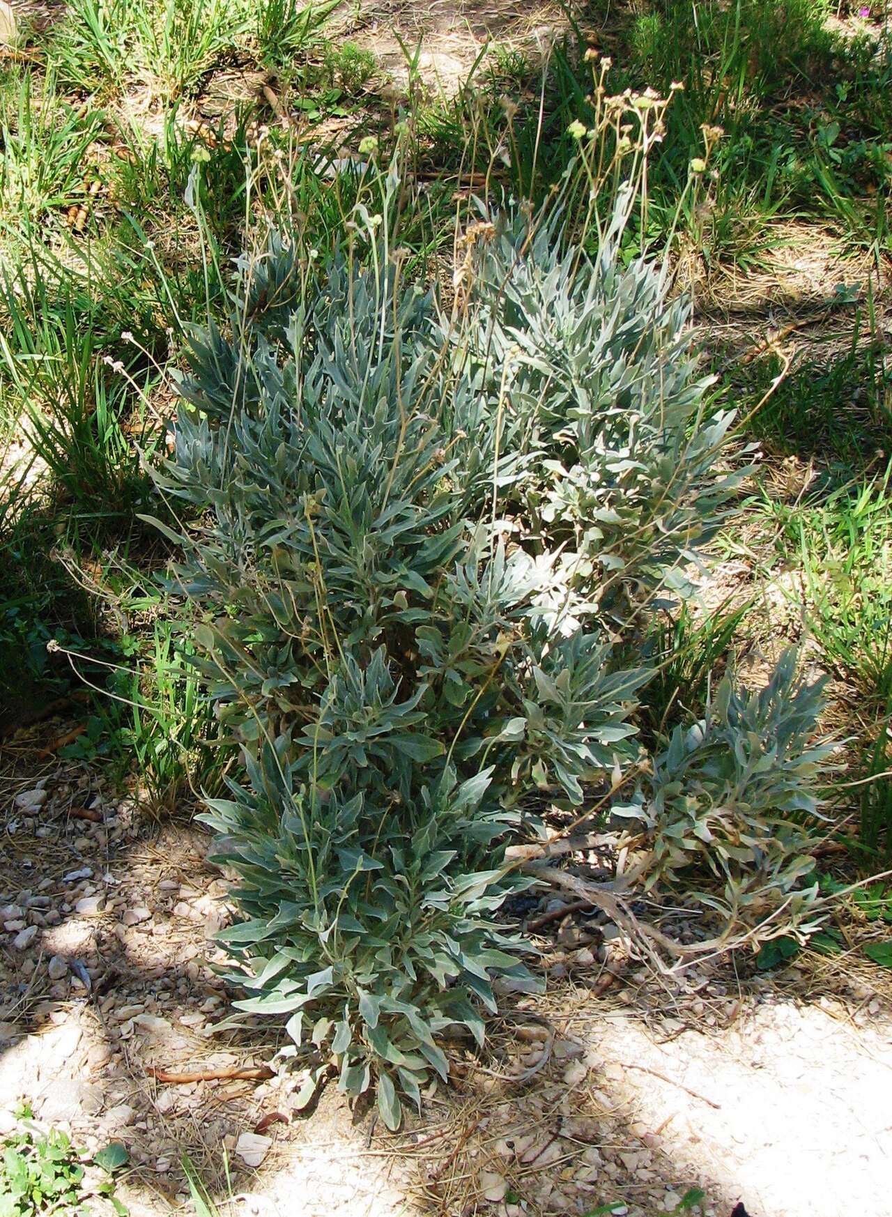 Guayule (Parthenium argentatum) - PlantNative.org Close view of Guayule showing its silvery, felted leaves and compact mounded growth habit