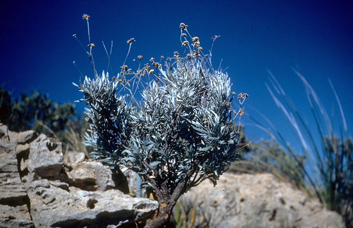 Guayule (Parthenium argentatum) - PlantNative.org Guayule (Parthenium argentatum) silvery-leaved shrub growing among limestone rocks near Fort Stockton, Texas