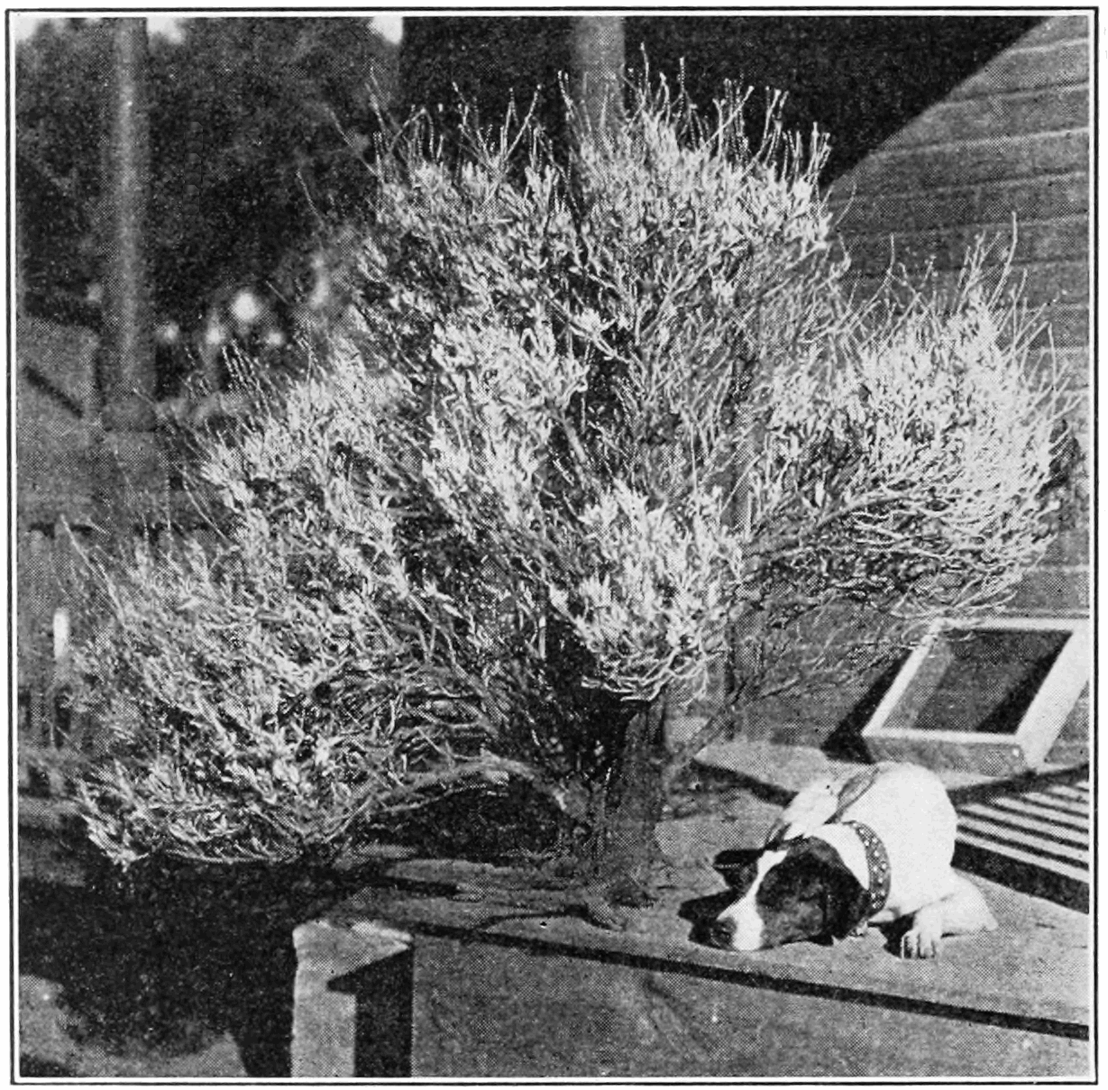 Guayule (Parthenium argentatum) - PlantNative.org Historic black-and-white illustration of a mature guayule shrub from a 1912 Popular Science Monthly article on guayule rubber