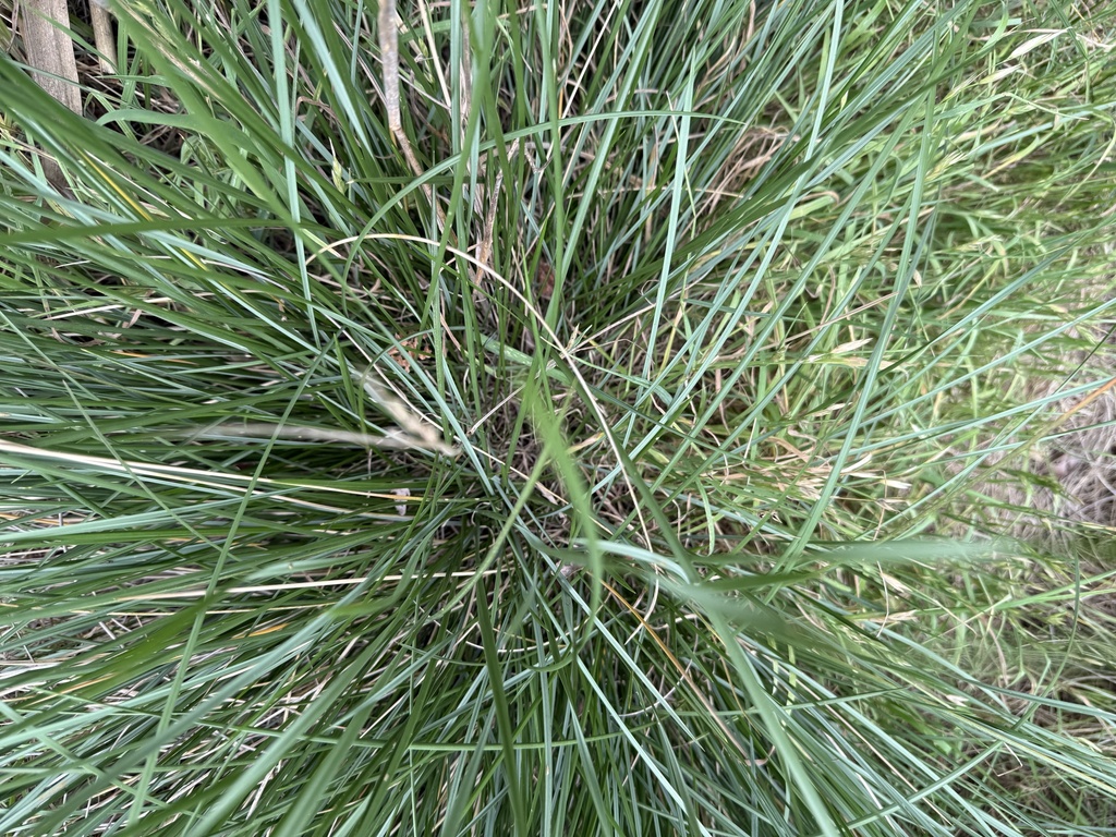 Gulf Cordgrass (Spartina spartinae) - PlantNative.org Close view of the narrow, stiff, overlapping leaf blades at the base of a gulf cordgrass (Spartina spartinae) tussock