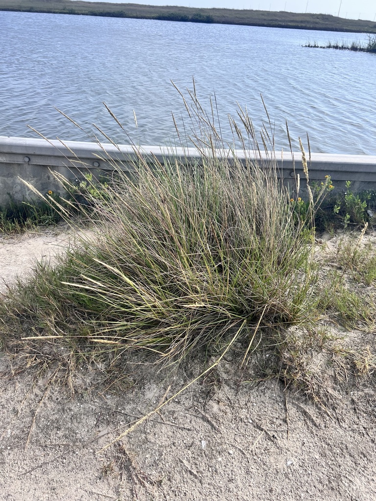 Gulf Cordgrass (Spartina spartinae) - PlantNative.org Large tussock of gulf cordgrass (Spartina spartinae) growing beside coastal water on the Texas Gulf coast