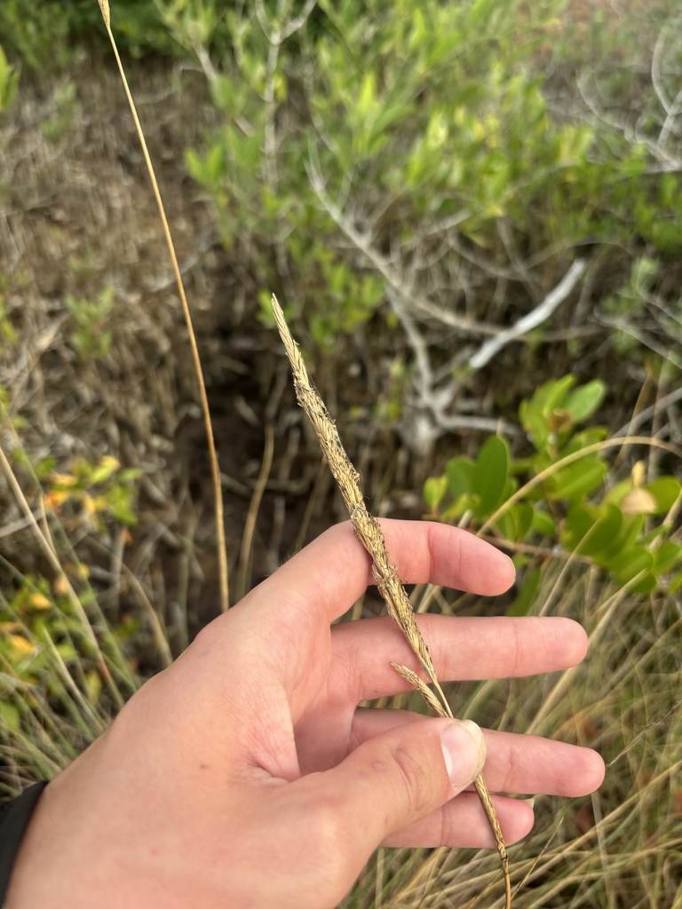 Gulf Cordgrass (Spartina spartinae) - PlantNative.org Close-up of a narrow tan flower spike of gulf cordgrass (Spartina spartinae) held in a hand