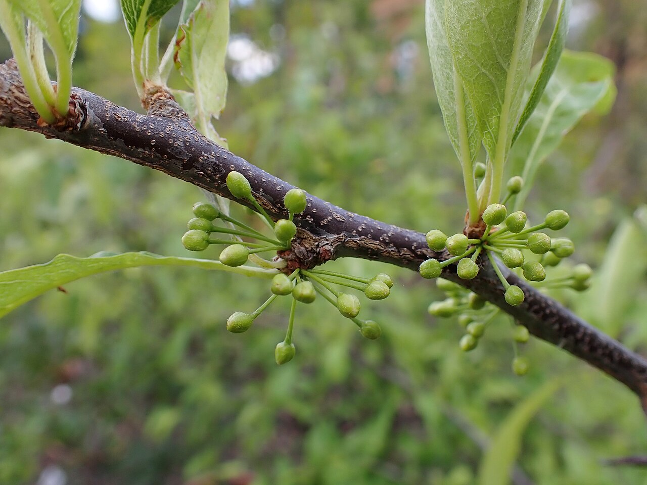 Gum Bumelia (Sideroxylon lanuginosum) - PlantNative.org Gum Bumelia (Sideroxylon lanuginosum) spiny branchlet with developing flower buds in spring