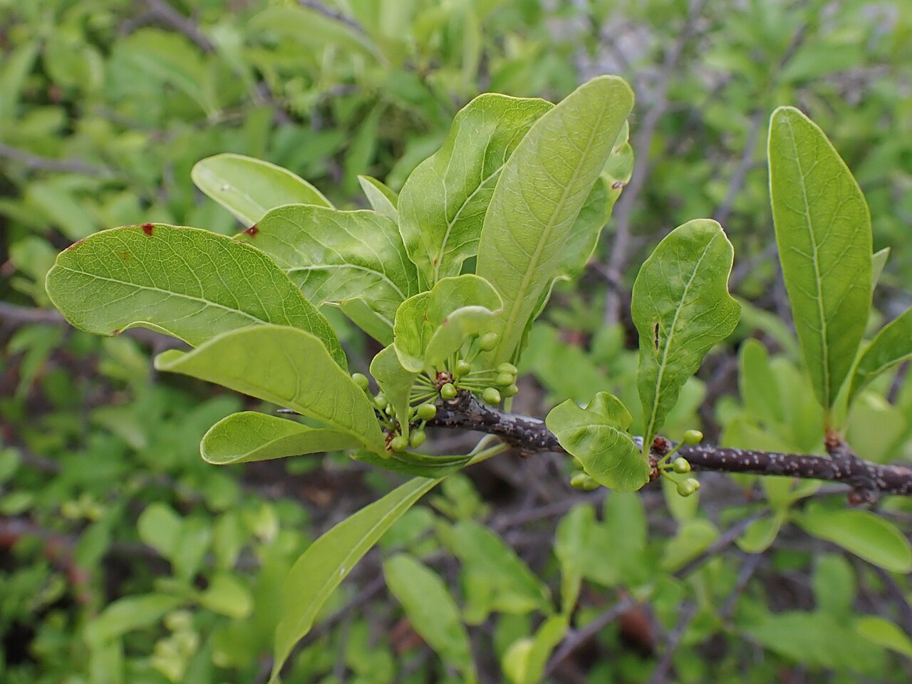 Gum Bumelia (Sideroxylon lanuginosum) - PlantNative.org Gum Bumelia (Sideroxylon lanuginosum) tree branch with glossy oval leaves