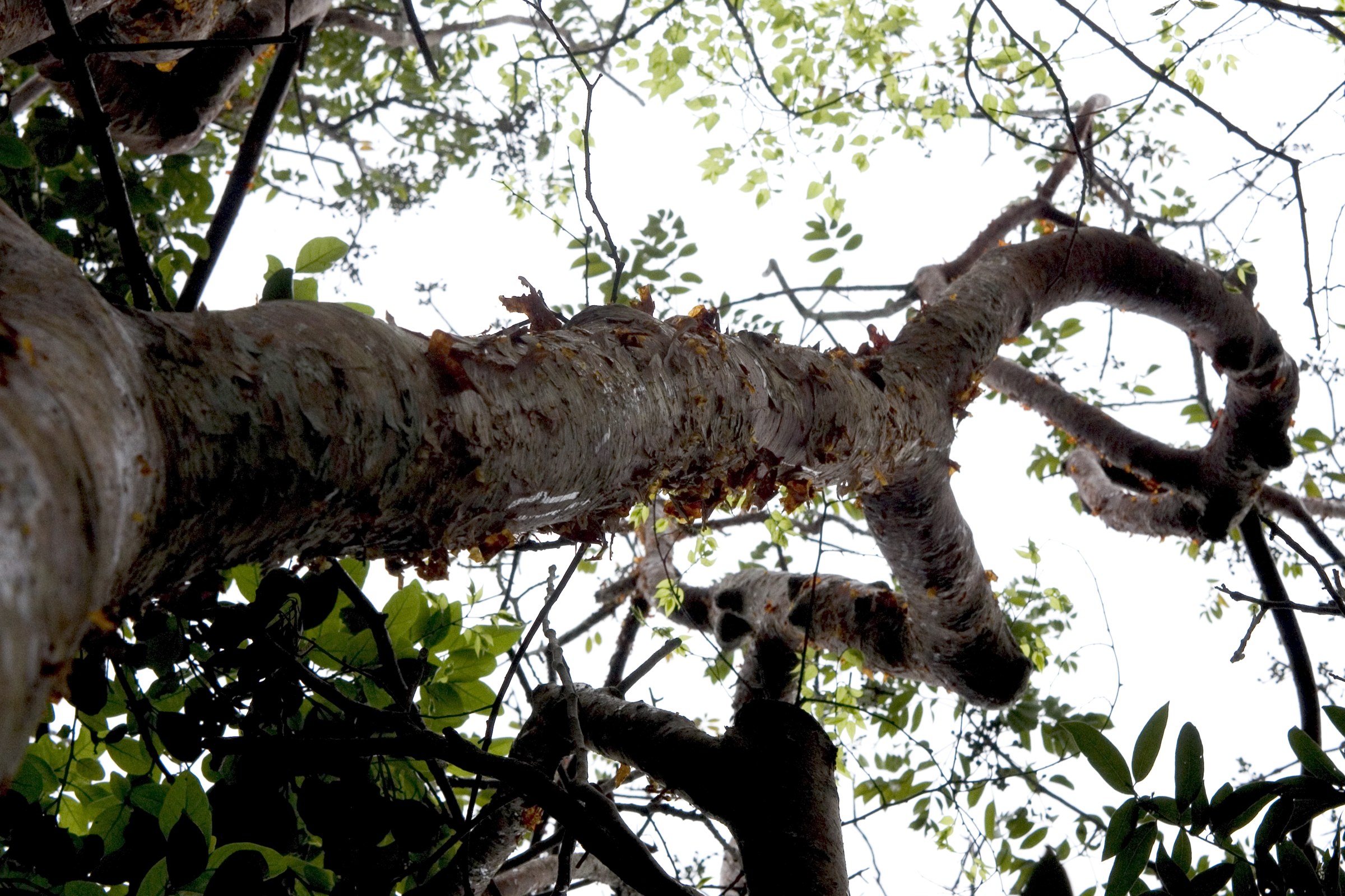 Gumbo Limbo (Bursera simaruba) - PlantNative.org Gumbo limbo (Bursera simaruba) trunk and branches showing peeling coppery-red bark and green pinnate foliage against the sky