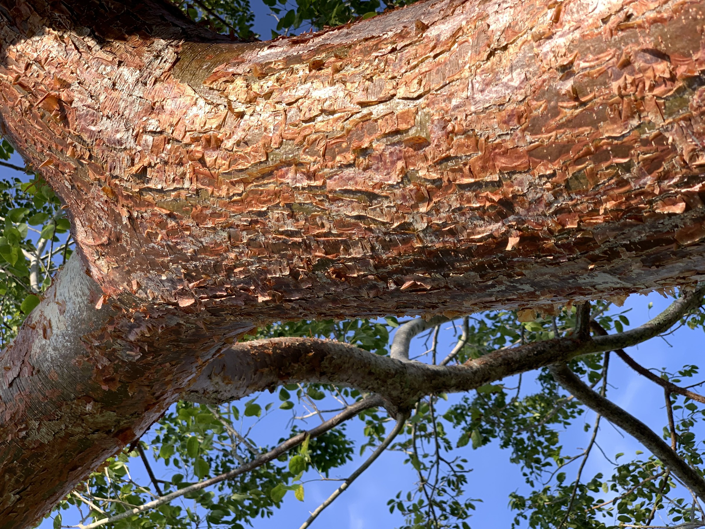 Gumbo Limbo (Bursera simaruba) - PlantNative.org Close-up of gumbo limbo bark in Boynton Beach, Florida showing thin, papery, coppery-red bark peeling away from the trunk